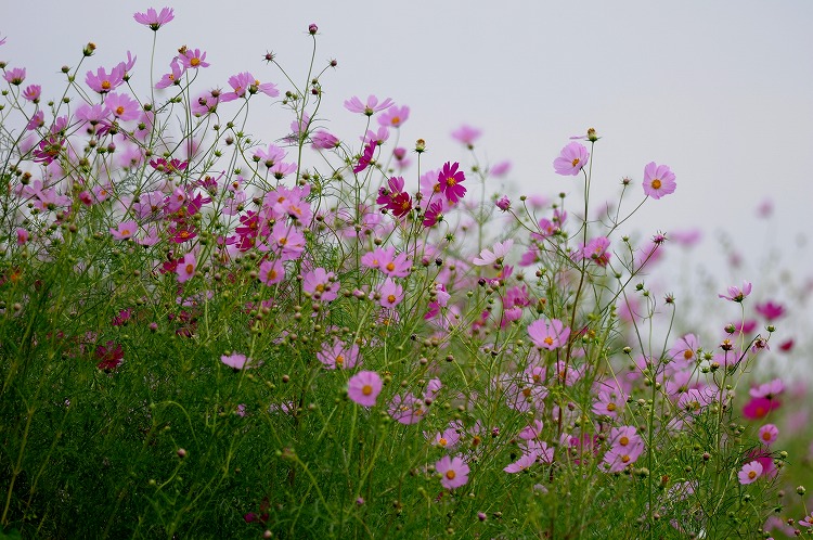 kosumosu9403-140924-01.jpg