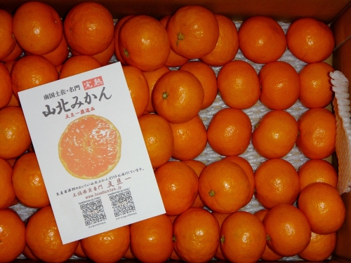 山北みかん