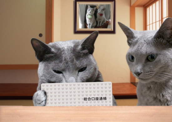 年金猫16