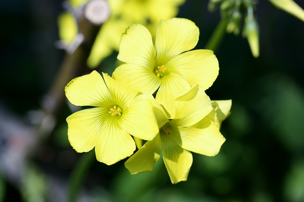 20120318002.jpg