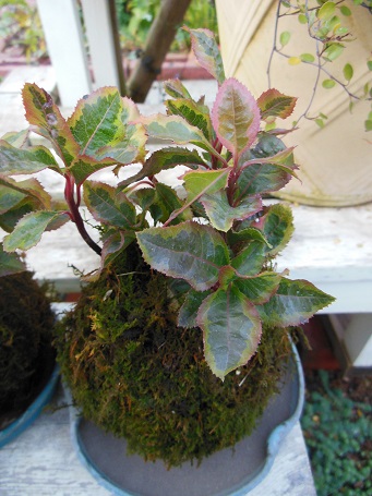 1312kokedama2.jpg