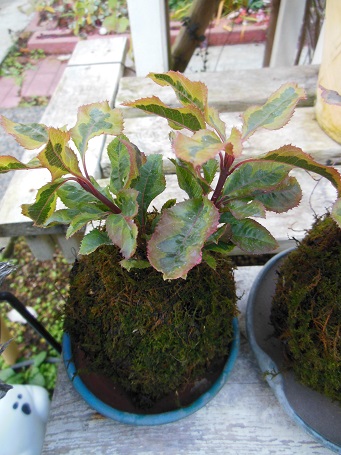 1312kokedama3.jpg