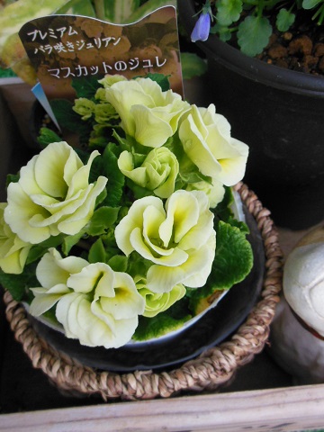 1312masukatto.jpg