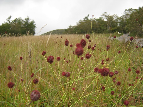 kirihuri140920-112.jpg