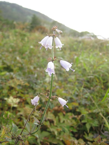 kirihuri140920-154.jpg