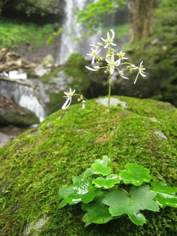 makkura140920-121.jpg