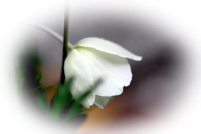 4g21anemone1.jpg
