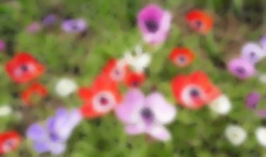 4g21anemone4.jpg