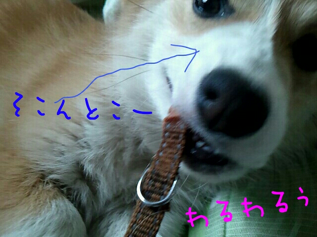 わるわる
