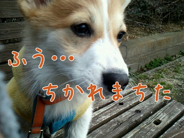ちかれまちた