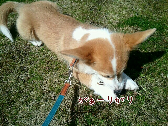 がりがり