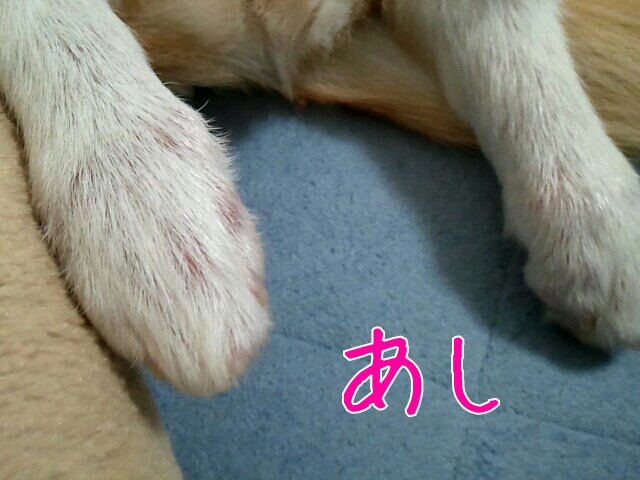 ニキビダニ あし