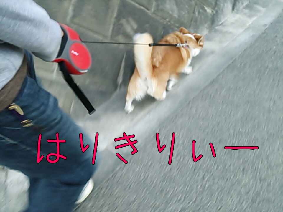 はりきりぃー