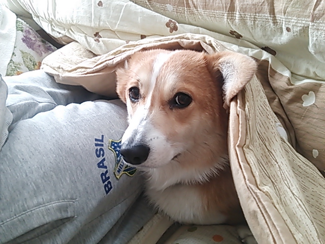 こたつ顔出し