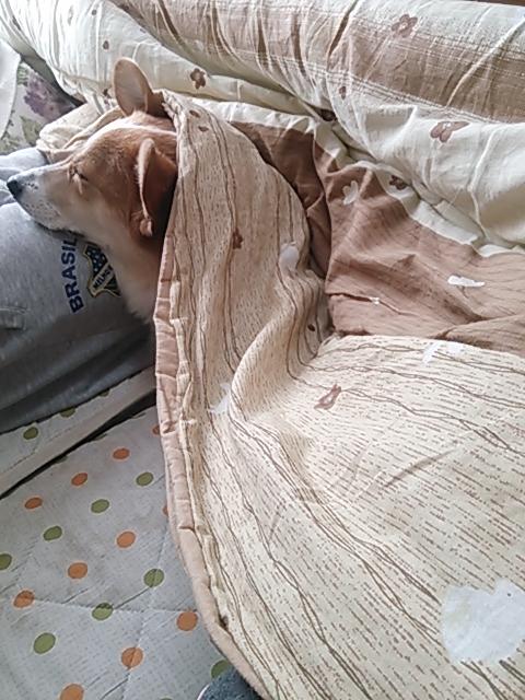 こたつ顔出し寝