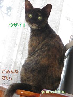 2013 1213はなケケケ2