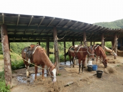 馬たち