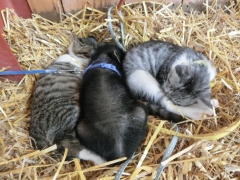 子猫とミニブタ