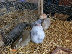 ウサギ