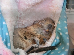 あんちゃん
