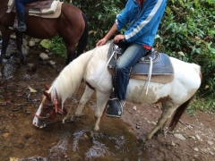 白馬水を飲む