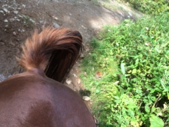 尻尾が上がる