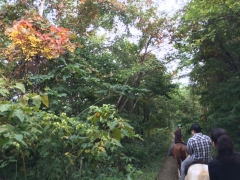 紅葉