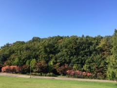 いつもの公園紅葉