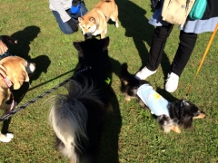 いつもの公園ワンコ達2