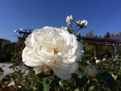 白いバラ