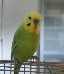グリちゃん