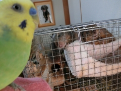 グリあんまる