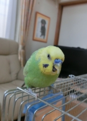グリちゃん