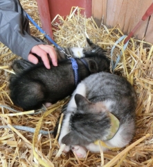 子猫とミニブタ