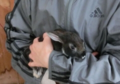 ウサギ