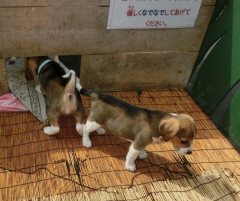 ビーグルベビー