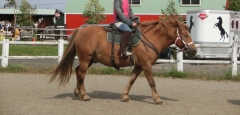乗馬3