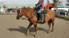 乗馬4