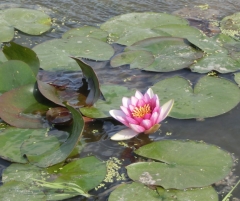 ハスの花