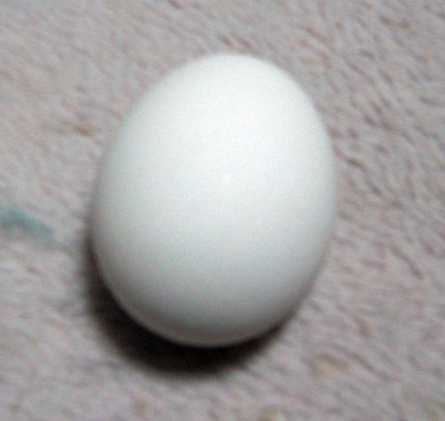 玉子