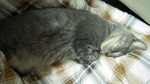 gure20111130_1.JPG