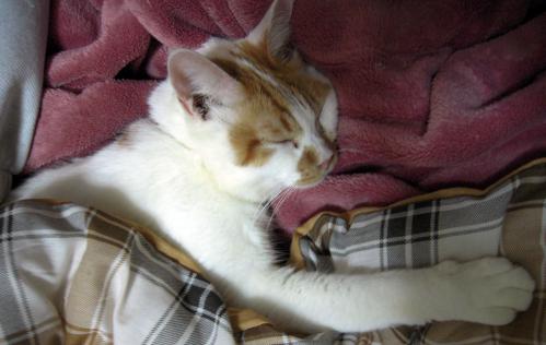 kotya20111127_2
