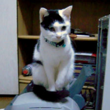 shira20111205_1