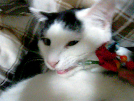shira20111226_3