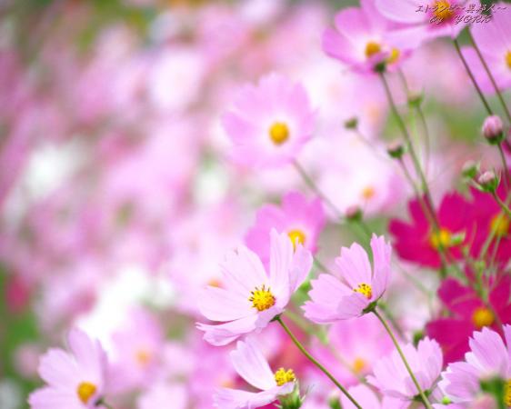 壁紙 0262秋桜ソフトフォーカスで111002