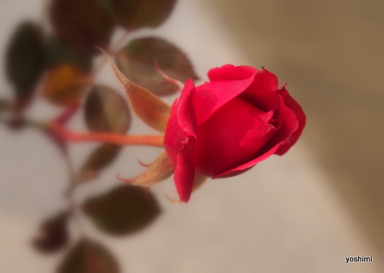P1250178.jpg