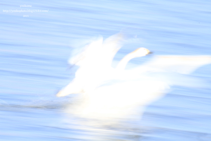 白鳥6