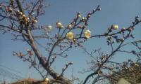 H250317小梅開花