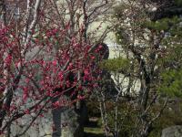 H250326紅梅白梅三部咲き