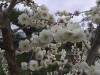 H250330白梅開花